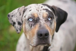 Catahoula Leopard Dog Dogs Breed - Information, Temperament, Size & Price | Pets4Homes