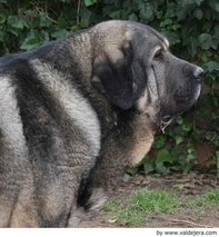 Mastín Español Dogs Raza - Características, Fotos & Precio | MundoAnimalia