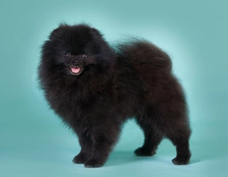 Pomeranian Dogs Breed - Information, Temperament, Size & Price | Pets4Homes