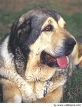 Mastín Español Dogs Raza - Características, Fotos & Precio | MundoAnimalia