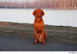 Vizsla korthaar Dogs Ras: Karakter, Levensduur & Prijs | Puppyplaats