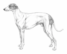 Levriero Dogs Razza - Prezzo, Temperamento & Foto | AnnunciAnimali