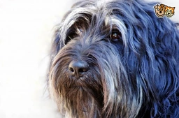 Portuguese Sheepdog Dogs Breed - Information, Temperament, Size & Price | Pets4Homes