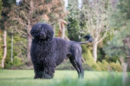 Portuguese Water Dog Dogs Breed - Information, Temperament, Size & Price | Lancaster Puppies