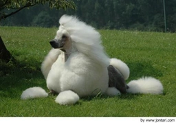 Caniche Gigante Dogs Raza - Características, Fotos & Precio | MundoAnimalia