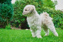 Malshi Dogs Ras: Karakter, Levensduur & Prijs | Puppyplaats