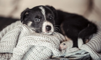 Tu primera semana con un cachorro: pasos esenciales para nuevos dueños