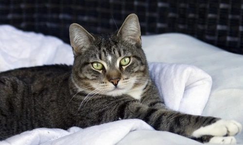 Cómo cuidar a un gato con una extremidad amputada
