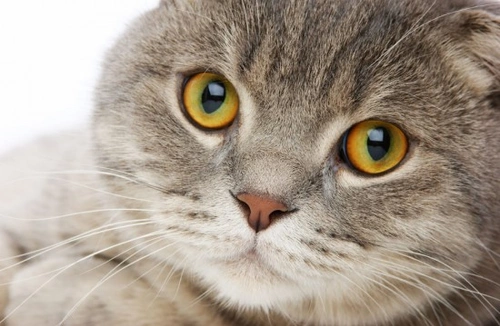 Feline asthma: Symptoms, diagnosis & treatment guide