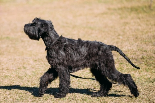 Immune Mediated Neutropenia in Dogs: Causes, Symptoms, and Treatment