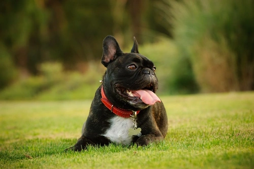 What are the Symptoms of Asthma in Dogs?