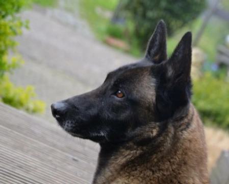 Cane da Pastore Belga Malinois nero. Dove trovarlo e a che prezzo?