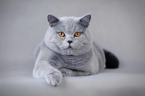 History of the British Shorthair – UK’s Top Pedigree Cat