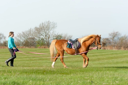 A Complete Guide to Long Reining Your Horse Safely