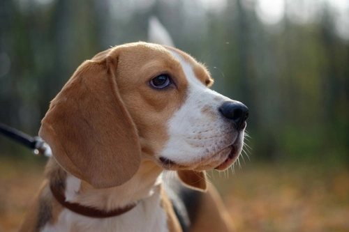 Timoma en perros: Guía sobre síntomas, diagnóstico y tratamiento