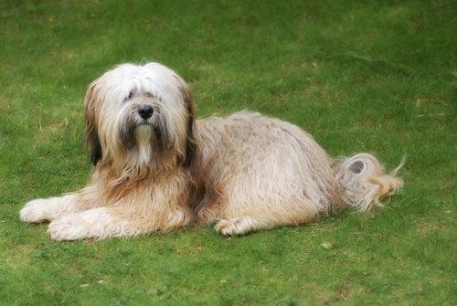 Cómo mantener el pelaje del Terrier Tibetano en buen estado