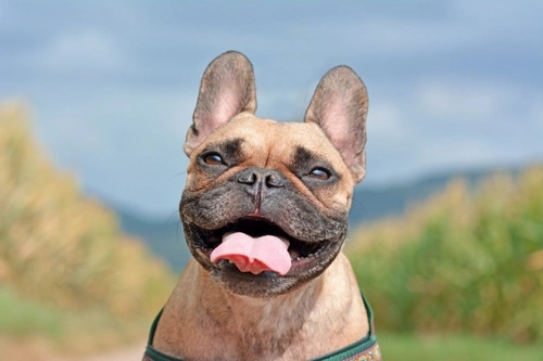 5 Factors Increasing Your Dog’s Heatstroke Risk