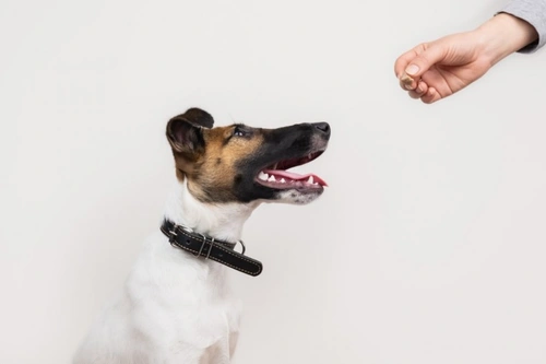 Five harmful ingredients to avoid in dog treats UK 2025