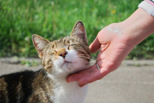 6 Cat Behaviours That Show Your Cat Loves You