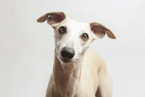 Greyhounds and Anaesthesia: What Owners Need to Know