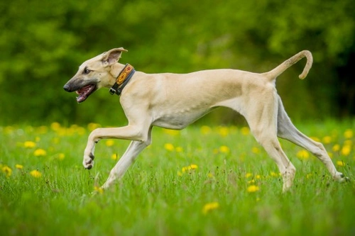 Guía completa para cuidar a un perro Sloughi
