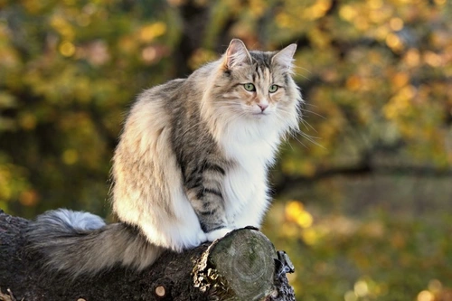 Bacterial Pneumonia in Cats: Causes, Symptoms & Treatment