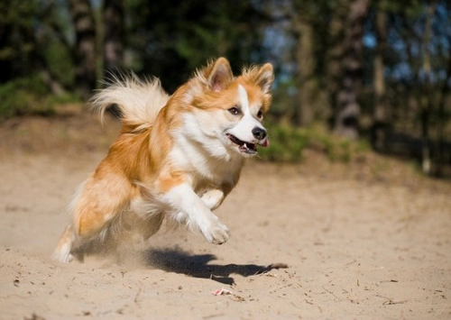 5 Easy-to-Groom Dog Breeds for Low Maintenance Care