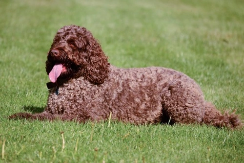 Labradoodle genetic diversity and hereditary health guide