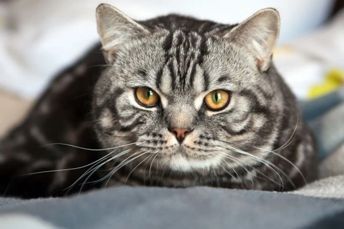 Pheromonatherapy for Dogs and Cats: Calming Stress Naturally