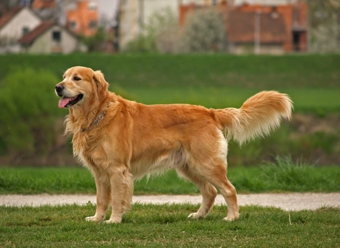 Top 5 Most Popular Retriever Dog Breeds in the UK
