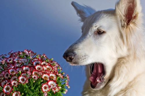 Canine Allergies: Causes, Symptoms and Treatment Guide