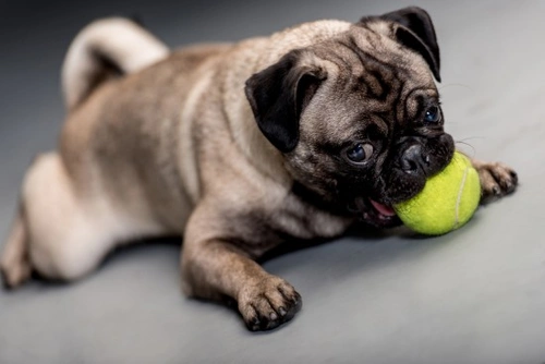 Objetos curiosos y peligrosos que los perros pueden tragar