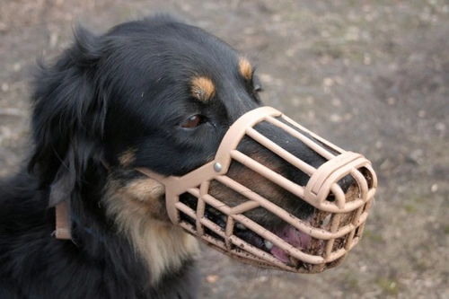 Bozales para perros: cuándo y por qué tu perro puede necesitarlos
