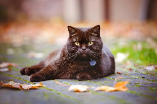 How to Work Out a Cat or Kitten’s Age Accurately