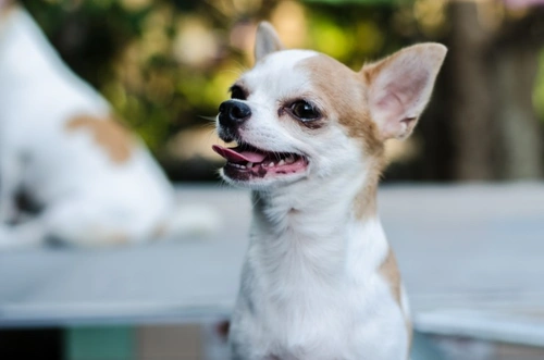Periodontal Disease in Dogs: Causes, Signs & Prevention
