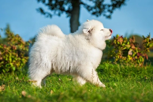 Salud Hereditaria y Pruebas Recomendadas para Perro Samoyedo