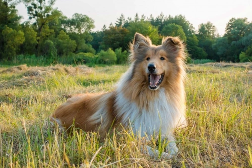 Bee Sting Allergies in Dogs: Symptoms and Emergency Care