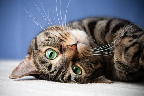Hernias diafragmáticas en gatos: causas, diagnóstico y tratamiento