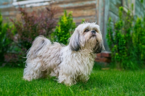 Shih Tzu Prekallikrein Deficiency DNA Testing Guide