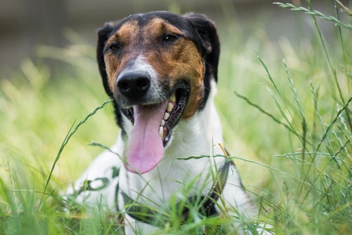 How to Treat Yard for Dog Worms & Prevent Reinfection