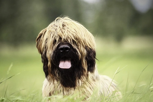 Distrofia del Epitelio Pigmentario Retiniano (RPED) en Perros