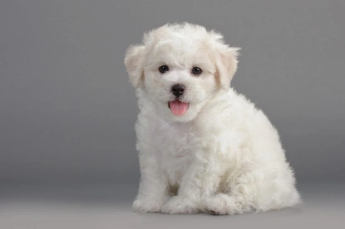 Best Low-Shedding Dog Breeds for Families in 2025