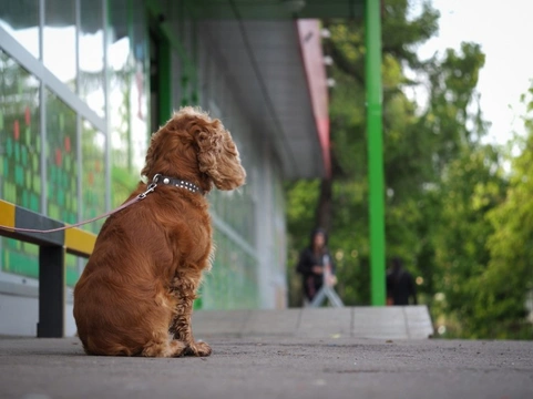 Top 10 UK Dog Breeds Most at Risk from Theft in 2025