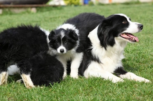 The Different Stages of a Puppy's Imprinting Process