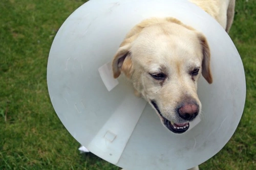 Pet Insurance: Essential financial protection for your pet