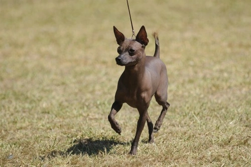 The four recognised hairless dog breeds explained