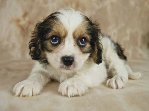Are Designer Dogs Just a Fad? Exploring Our Attraction to Designer Pets
