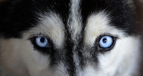 Cholesterol Deposits in Dog Eyes: Causes and Treatments