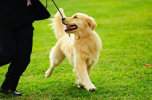 Dog Training Secrets to Prevent and Stop Behavioural Problems