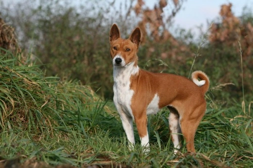 Basenji: Raza única de perro sin ladrido explicada